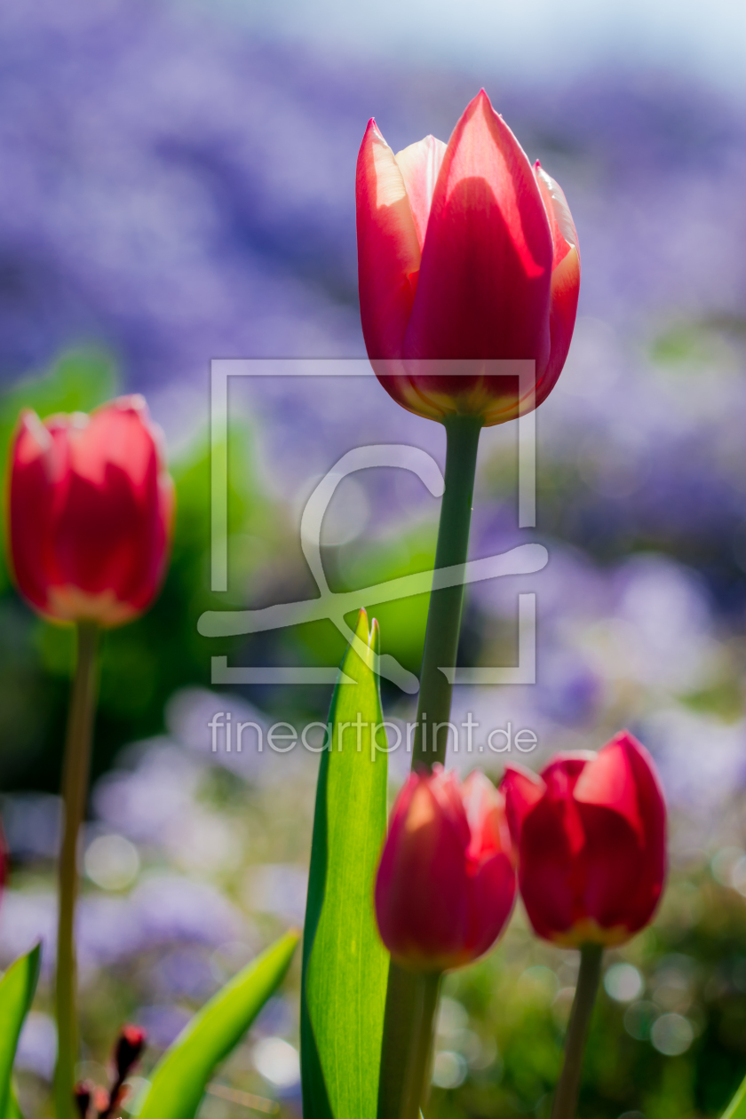 Bild-Nr.: 11489701 Frühling erstellt von Richard-Young