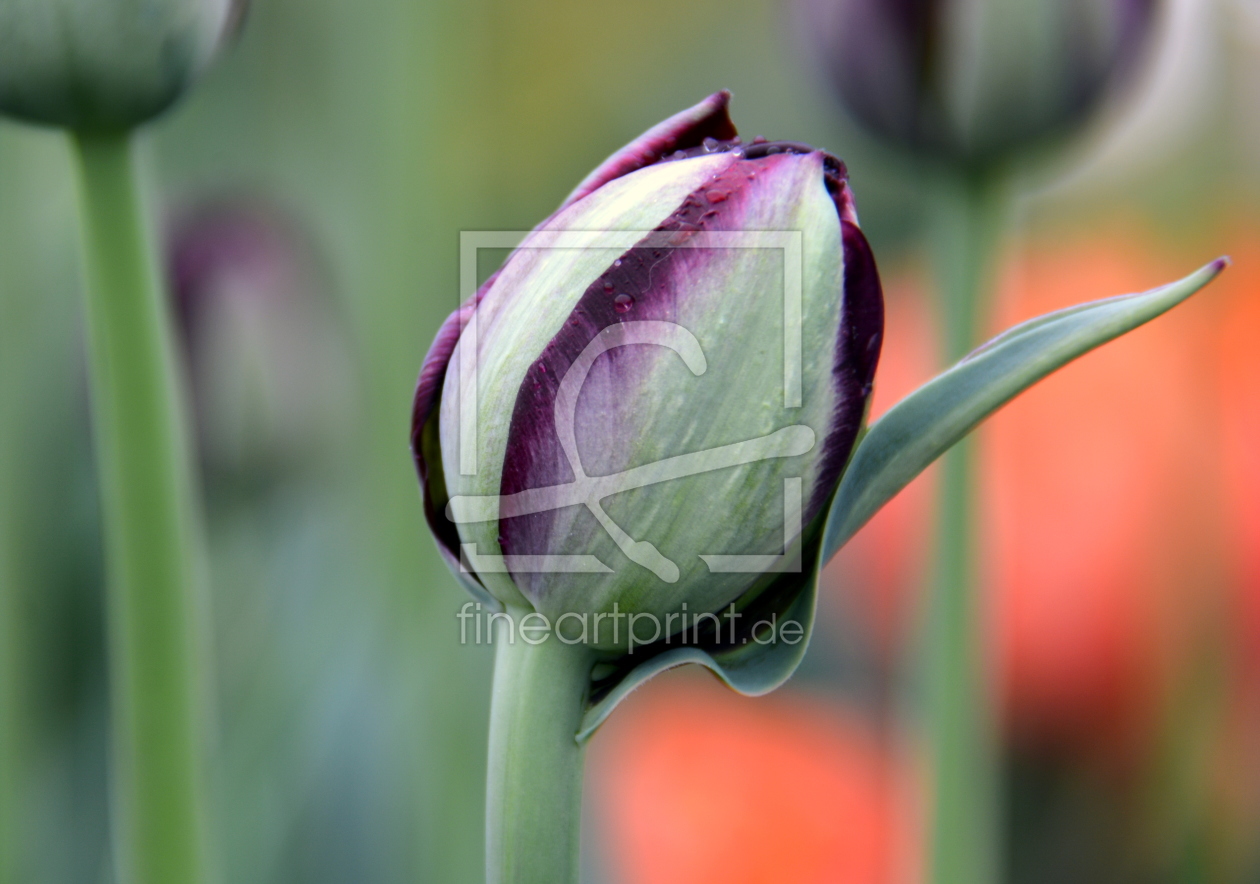 Bild-Nr.: 11489760 .. tulips .. erstellt von GUGIGEI