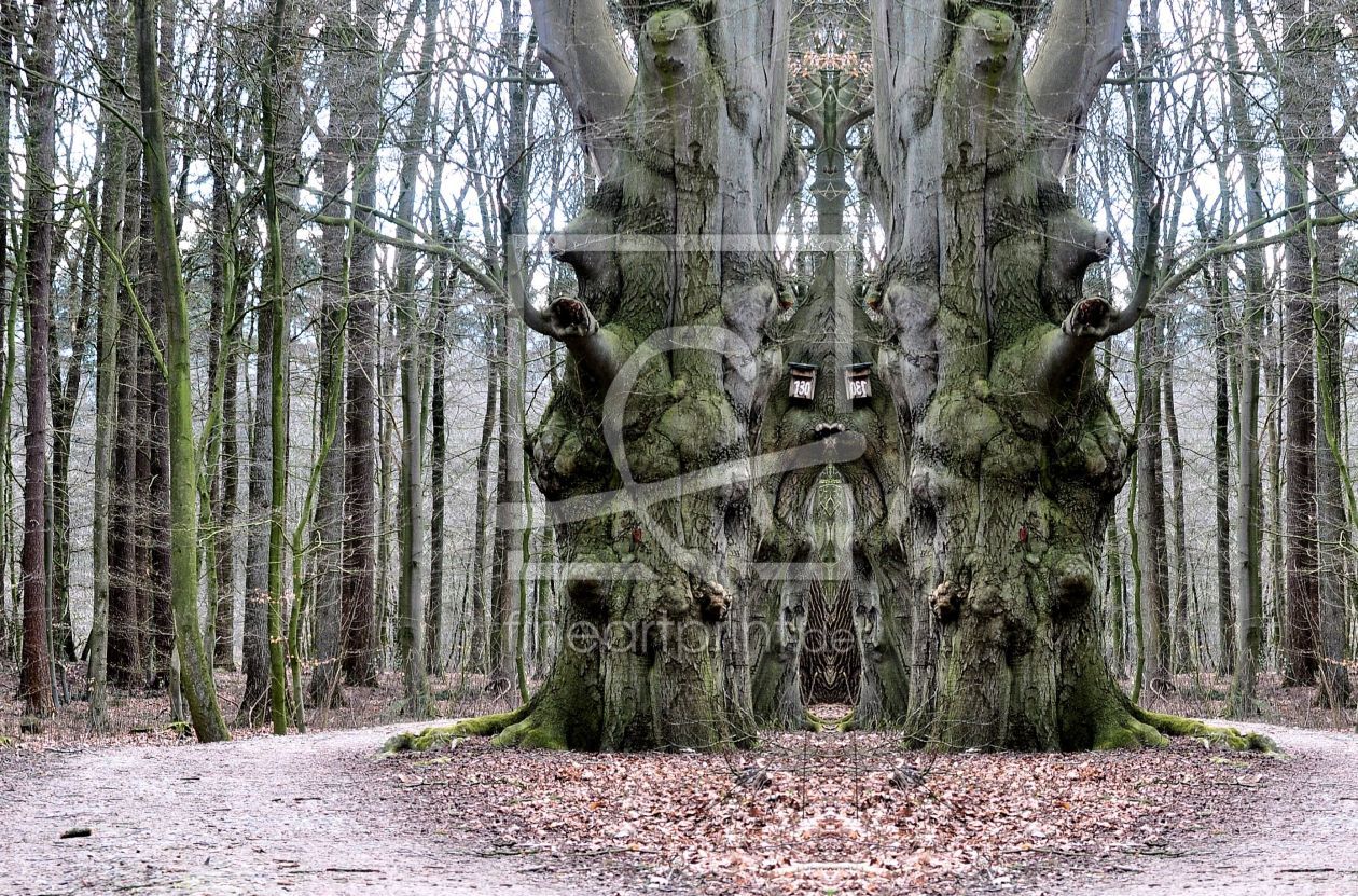 Bild-Nr.: 11489858 Zauberwald erstellt von Sabineleifels