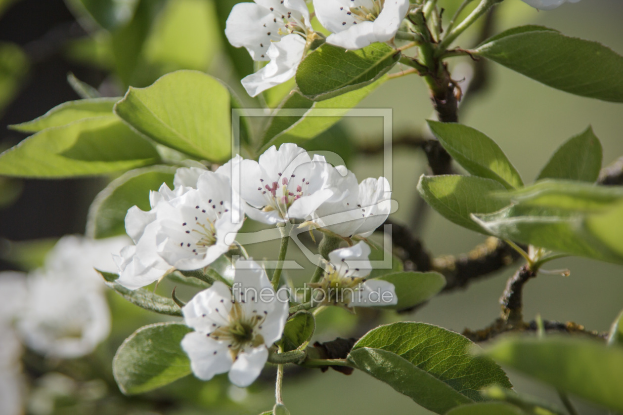 Bild-Nr.: 11490099 Kirschblüten erstellt von Stephanie Stephanie Dannecker