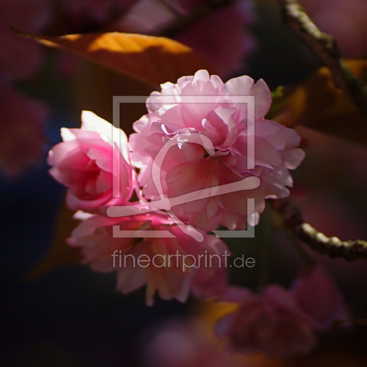 Bild-Nr.: 11490102 Cherry blossoms erstellt von youhaveadream