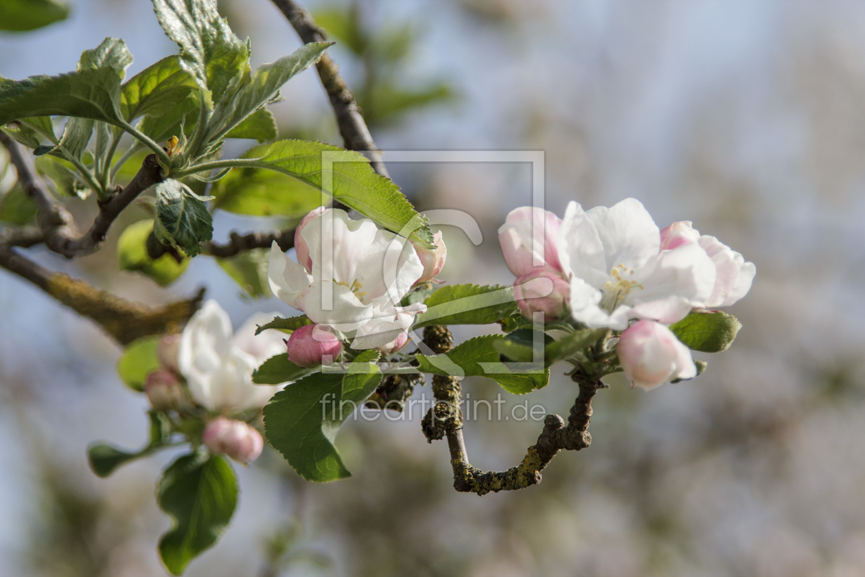 Bild-Nr.: 11490718 Apfelblüten erstellt von Stephanie Stephanie Dannecker