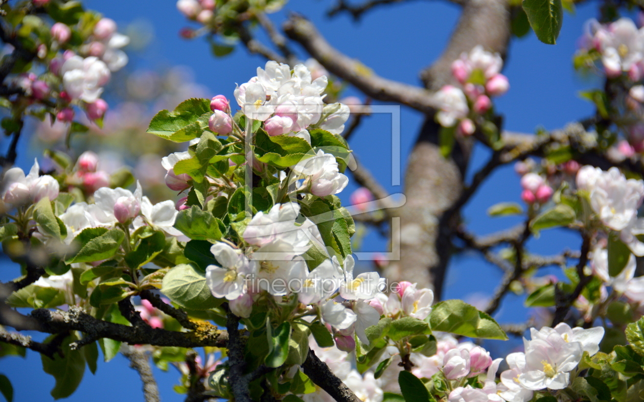 Bild-Nr.: 11491005 Apfelblüte erstellt von GUGIGEI