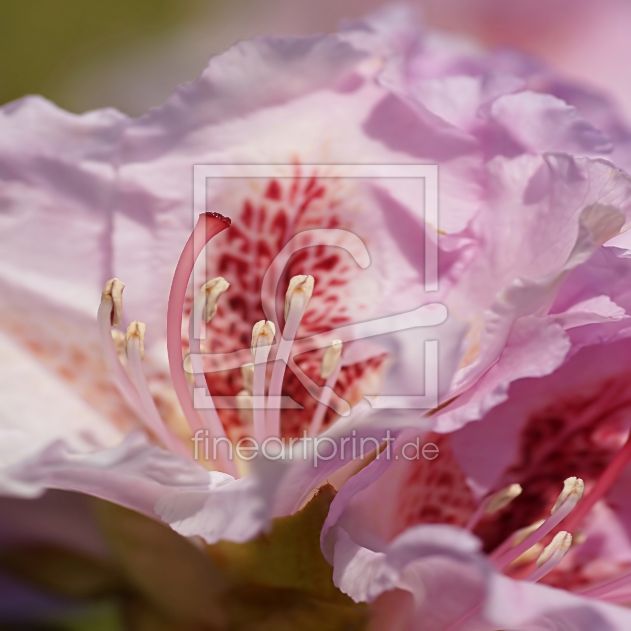 Bild-Nr.: 11491015 Rhododendron erstellt von youhaveadream