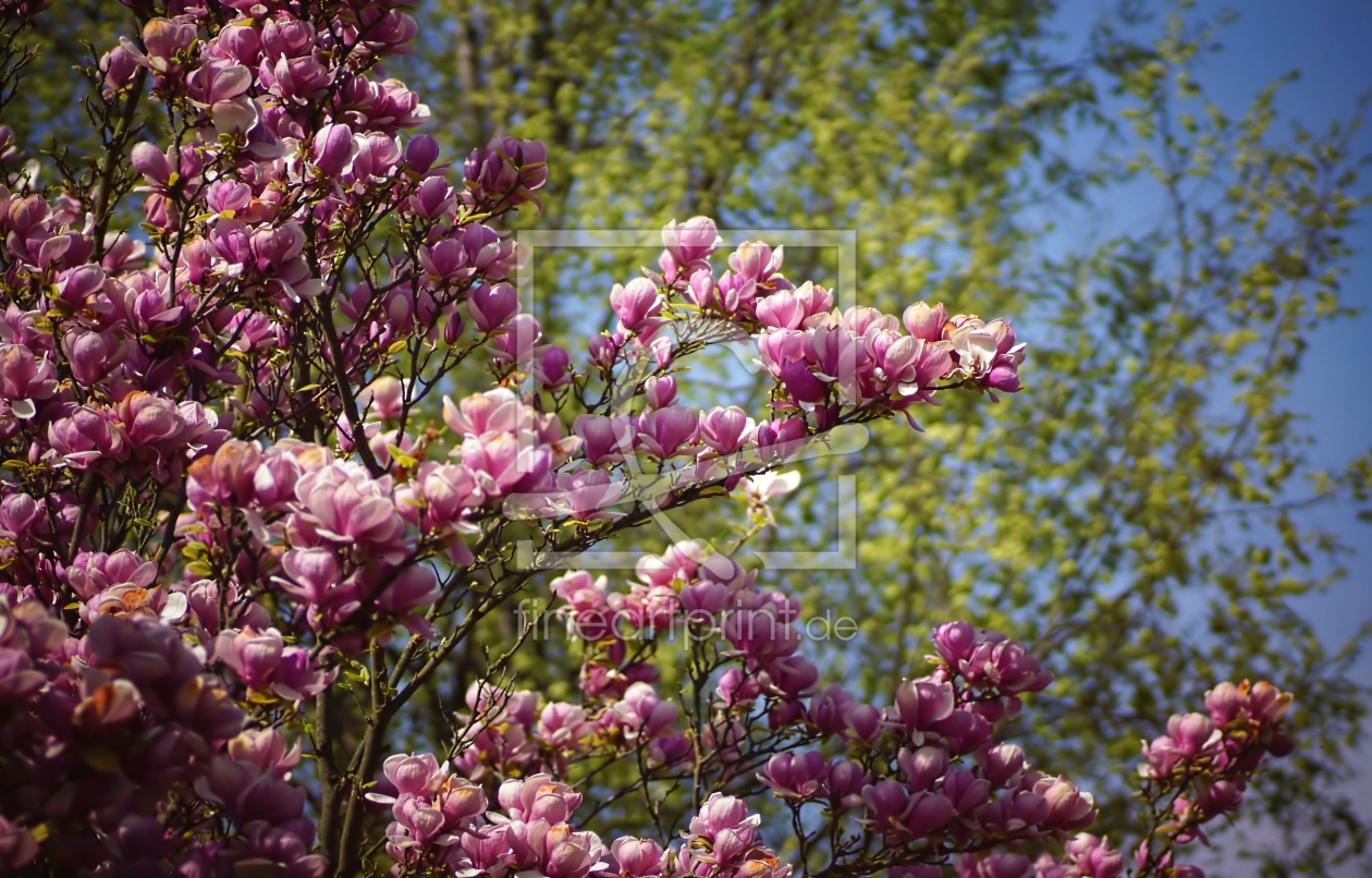 Bild-Nr.: 11491045 Magnolien vor zartem Grün erstellt von youhaveadream