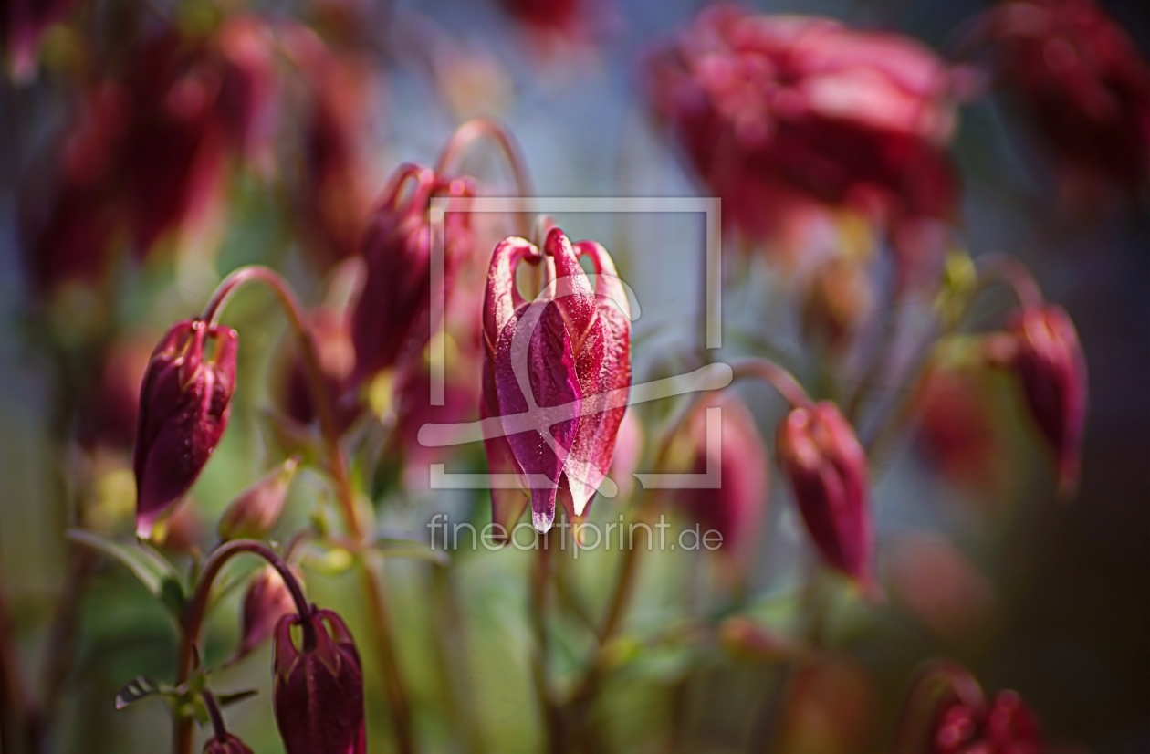 Bild-Nr.: 11491317 Aquilegia erstellt von youhaveadream