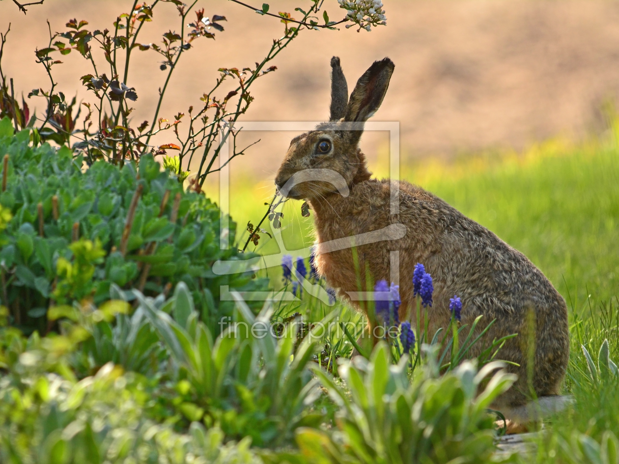 Bild-Nr.: 11491535 Der ungerngesehener Hase erstellt von Ostfriese