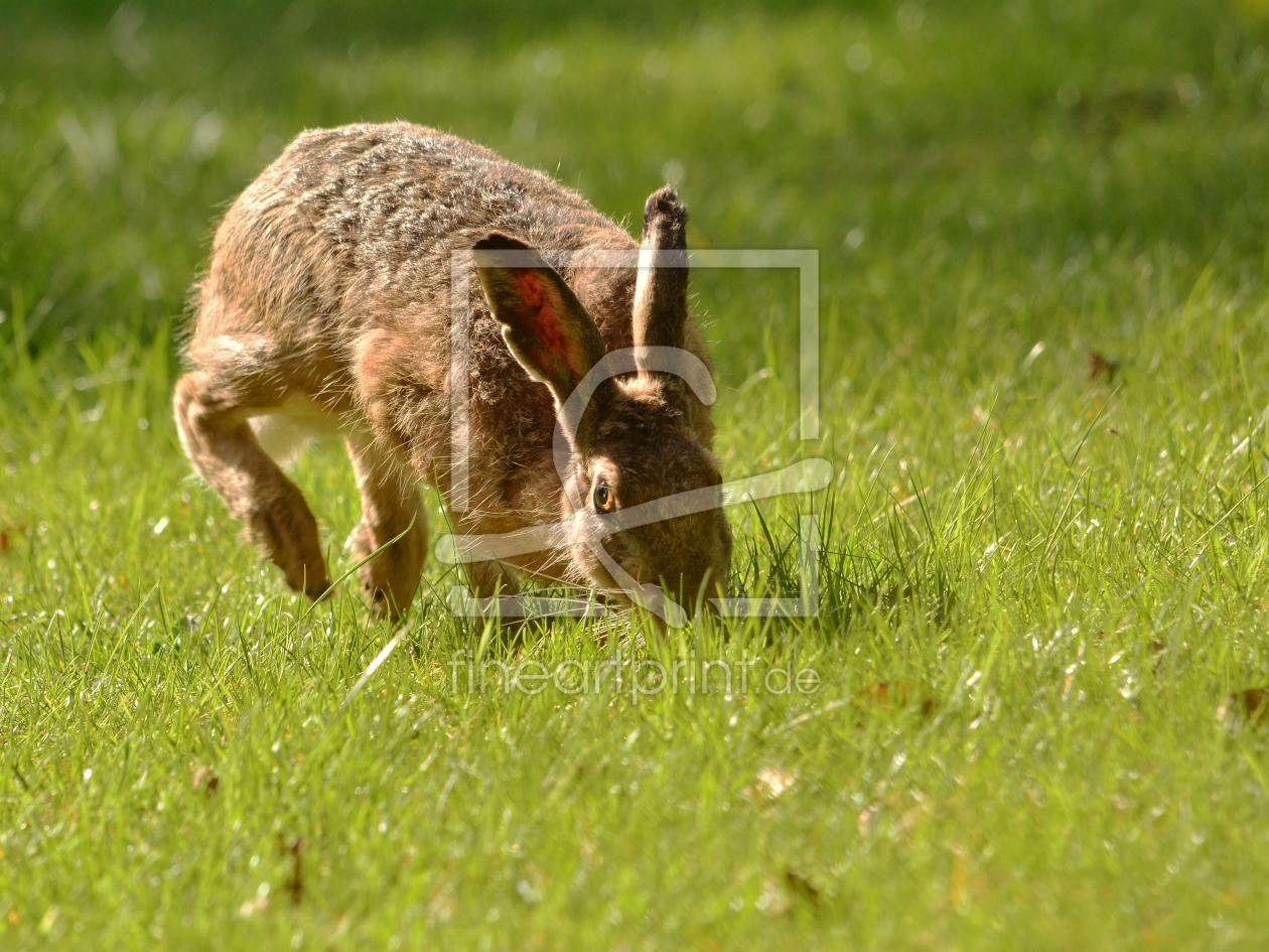 Bild-Nr.: 11491551 Der hoppelnde Hase erstellt von Ostfriese