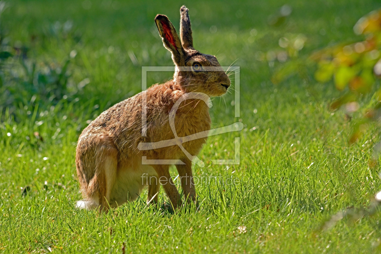 Bild-Nr.: 11491567 Der erstarrte Hase erstellt von Ostfriese