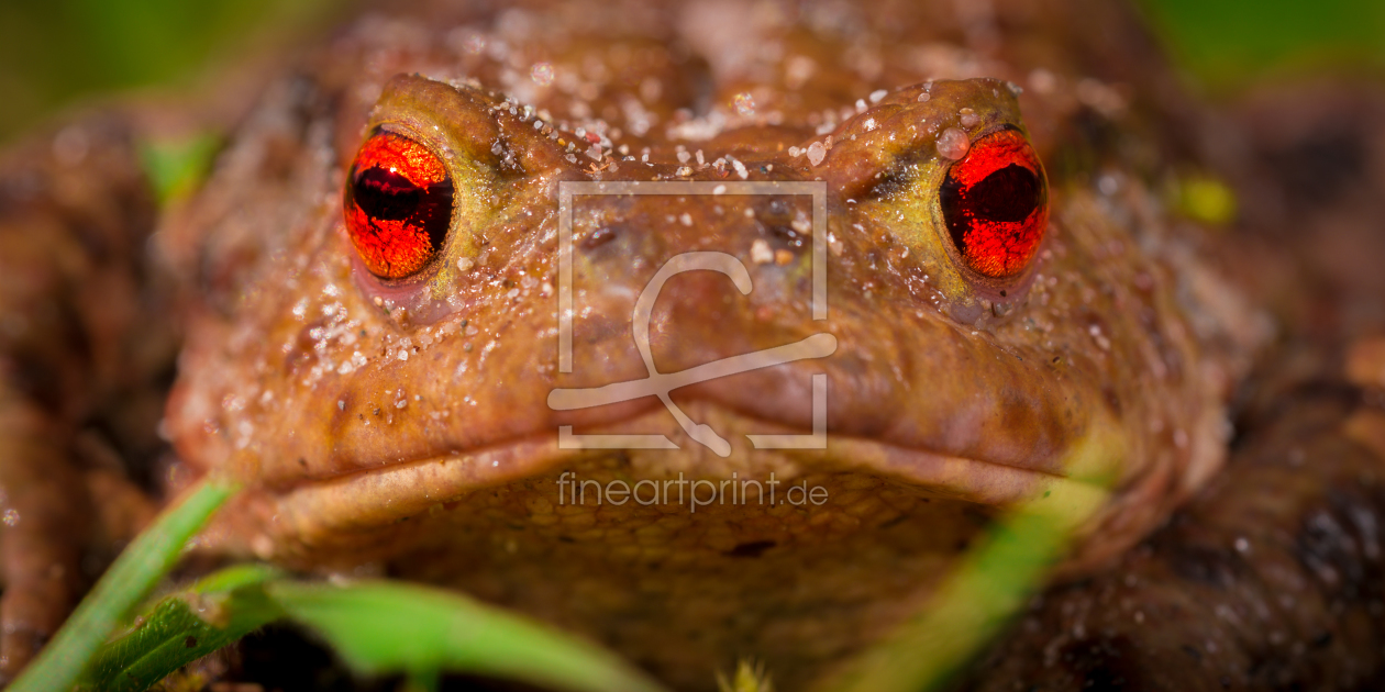 Bild-Nr.: 11491799 Bufo bufo - Erdkröte erstellt von Richard-Young