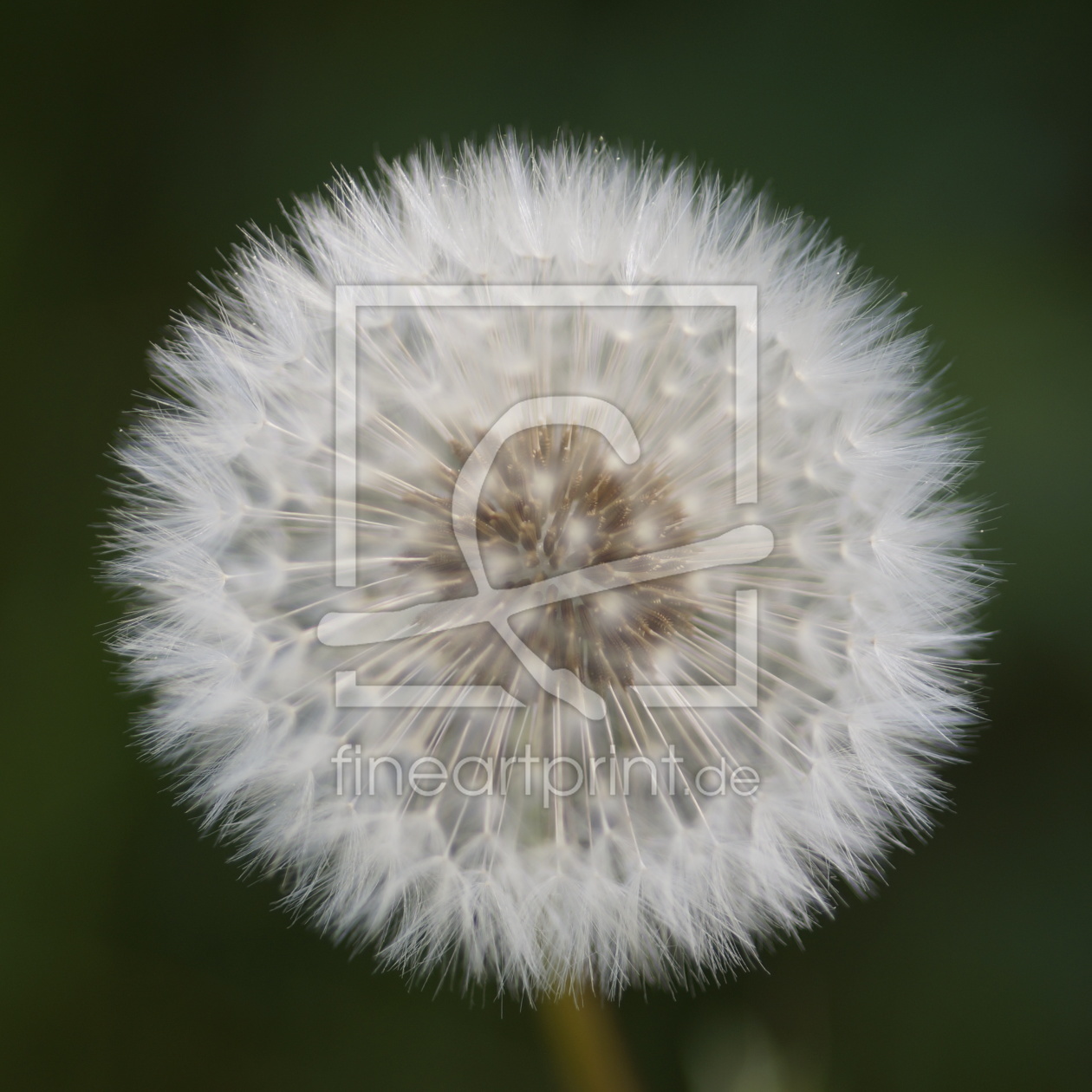 Bild-Nr.: 11491801 Iris erstellt von Jiber