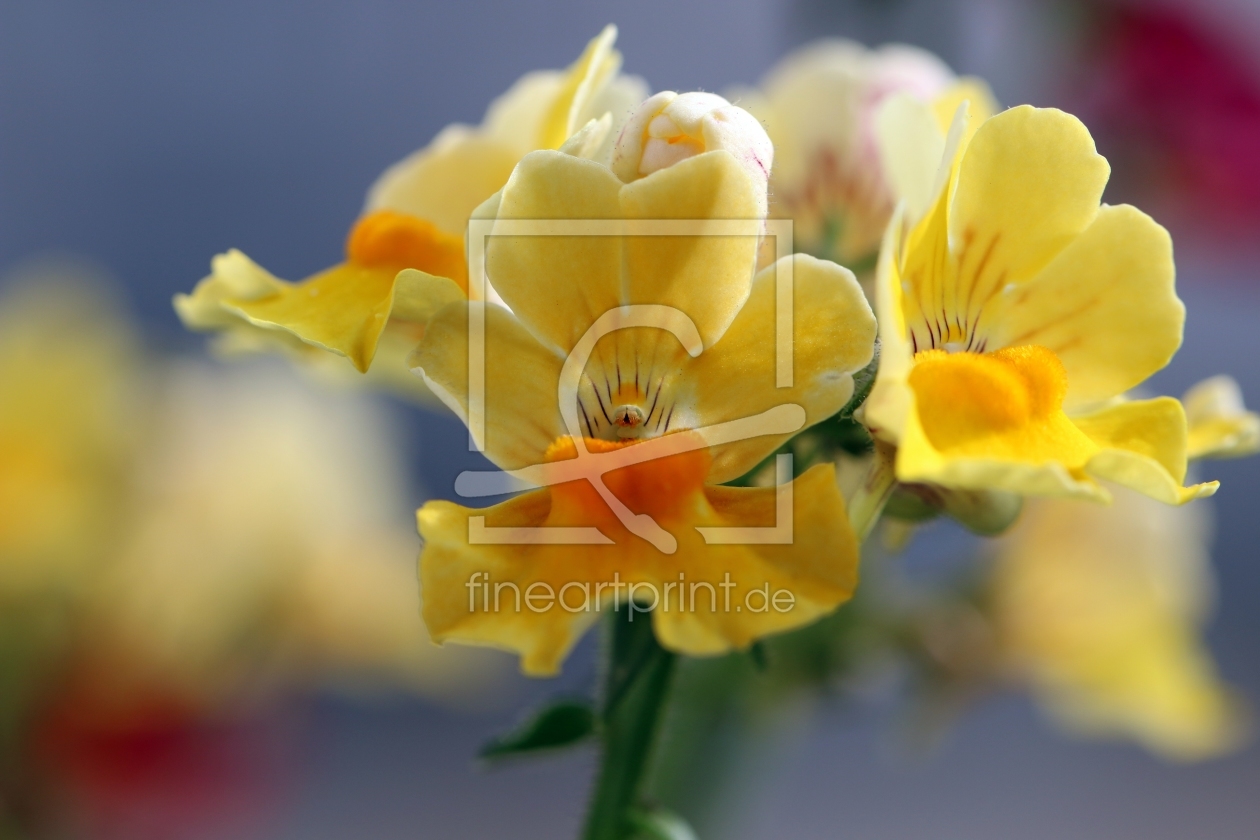 Bild-Nr.: 11492050 Elfenspiegel Nemesia strumosa erstellt von Renate Knapp