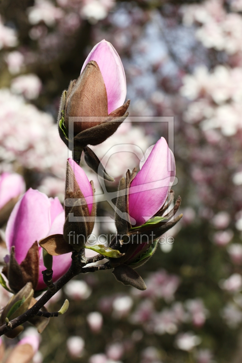 Bild-Nr.: 11492058 Purpur-Magnolie, Magnolia liliiflora, erstellt von Renate Knapp