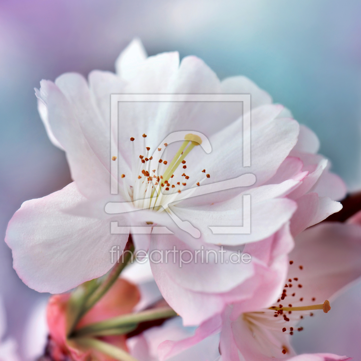 Bild-Nr.: 11492149 Kirschblüte erstellt von Atteloi