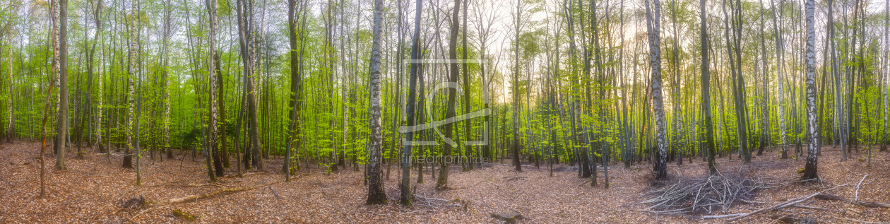 Bild-Nr.: 11492221 Birkenwald Panorama erstellt von DenisFeiner