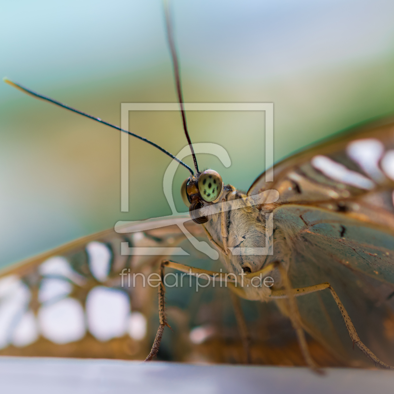 Bild-Nr.: 11492788 butterfly erstellt von Richard-Young