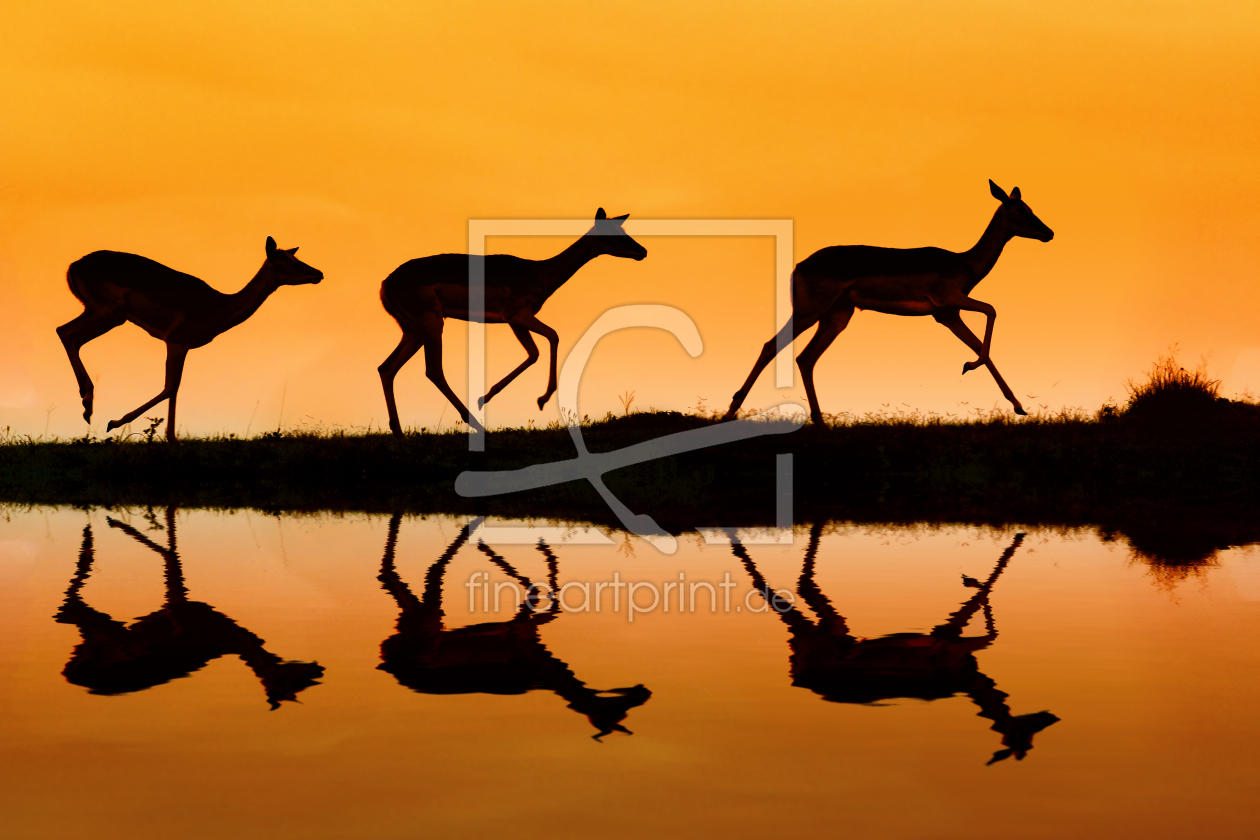 Bild-Nr.: 11493310 Impalas erstellt von 