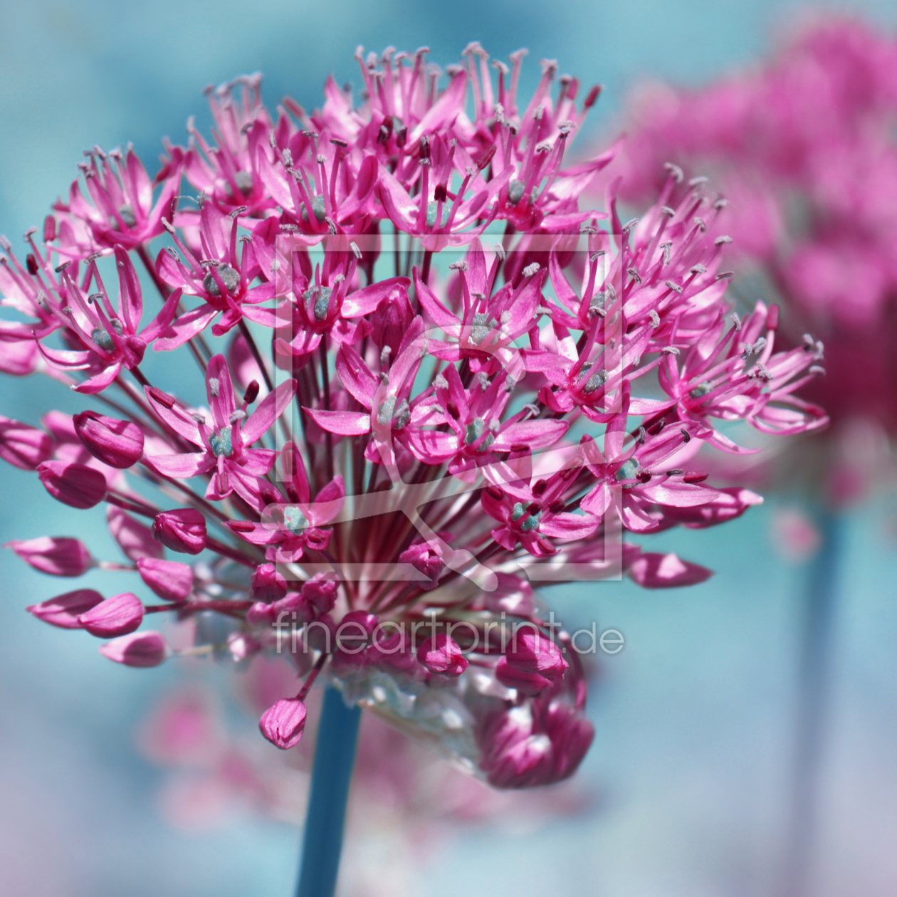 Bild-Nr.: 11493633 Allium erstellt von Atteloi