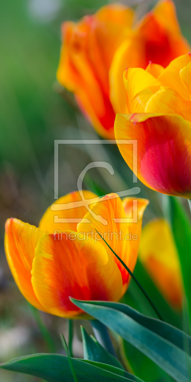 Bild-Nr.: 11493739 FRÜHLING Bild-Nr.: 11493739 FRÜHLING erstellt von Richard-Young