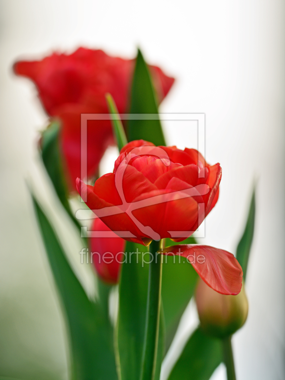 Bild-Nr.: 11494409 Tulpenidylle erstellt von Ostfriese