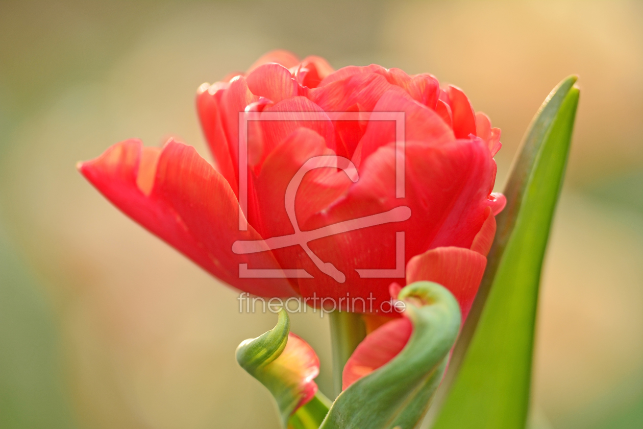 Bild-Nr.: 11494411 Tulpen erstellt von Ostfriese