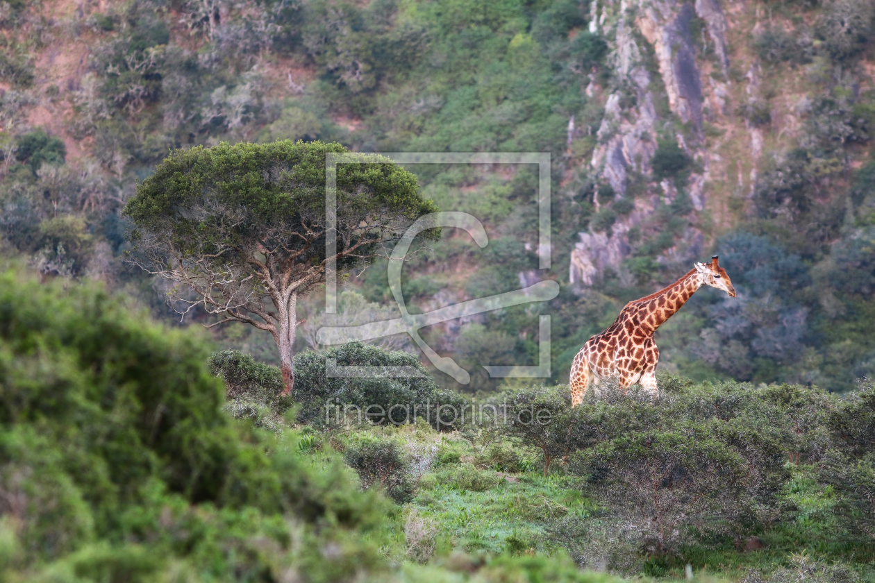 Bild-Nr.: 11494440 Im Reich der wilden Tiere erstellt von Thomas Herzog