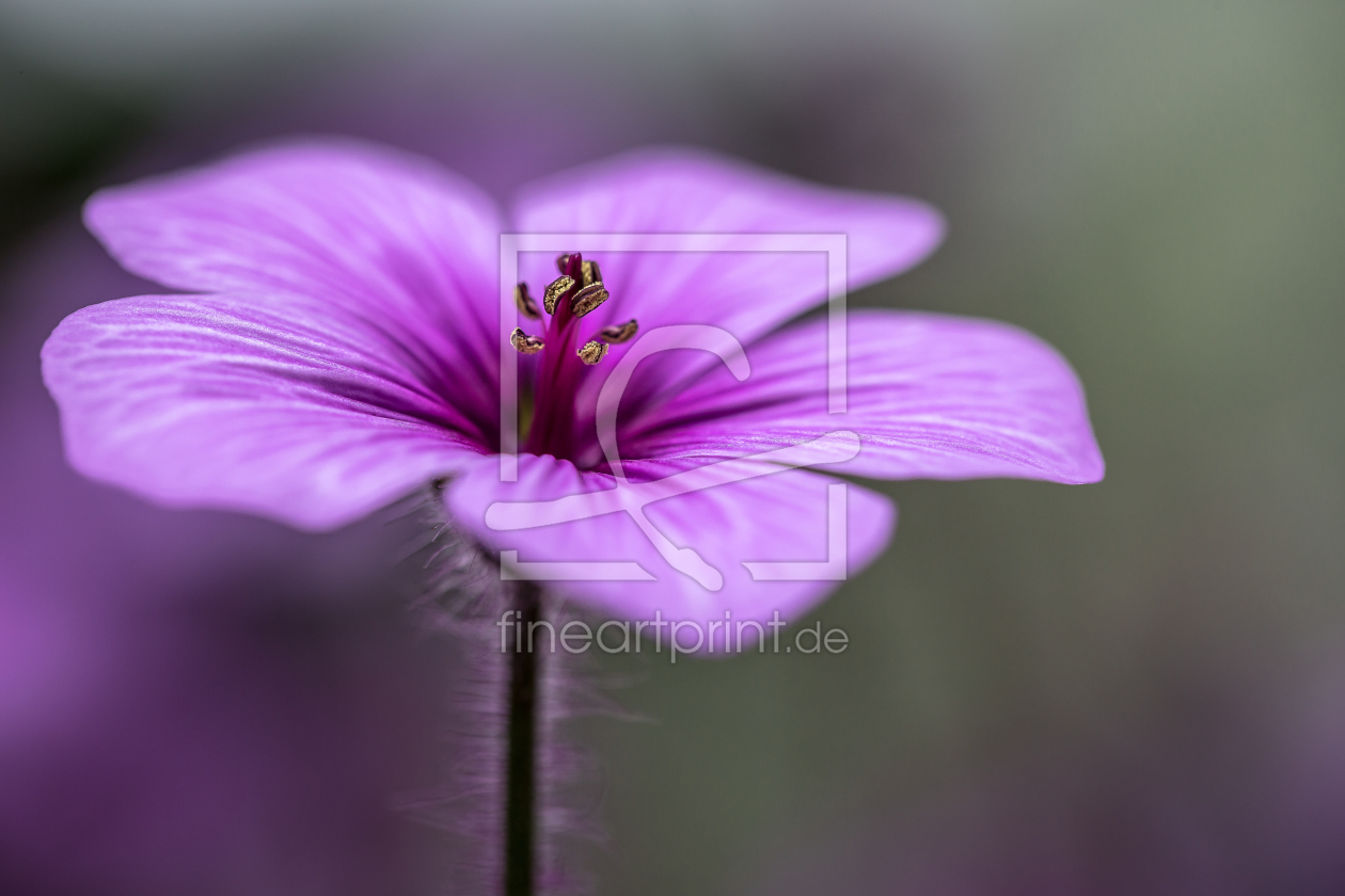 Bild-Nr.: 11494729 Geranium erstellt von shaas737