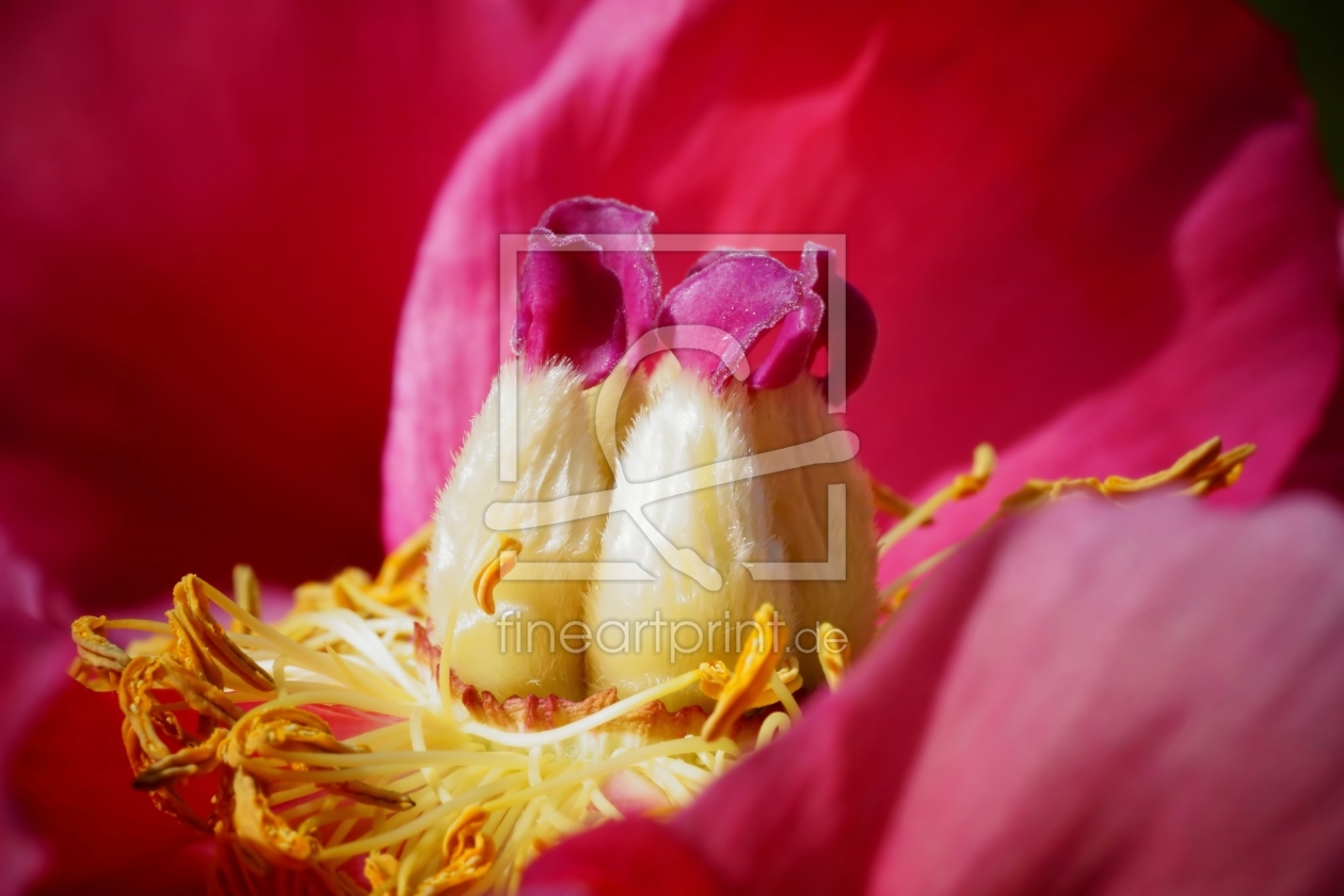 Bild-Nr.: 11494884 Peony erstellt von youhaveadream