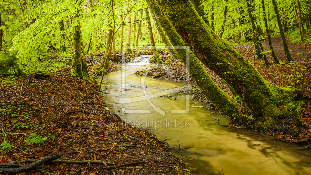 Bild-Nr.: 11494964 In the forrest erstellt von DenisFeiner