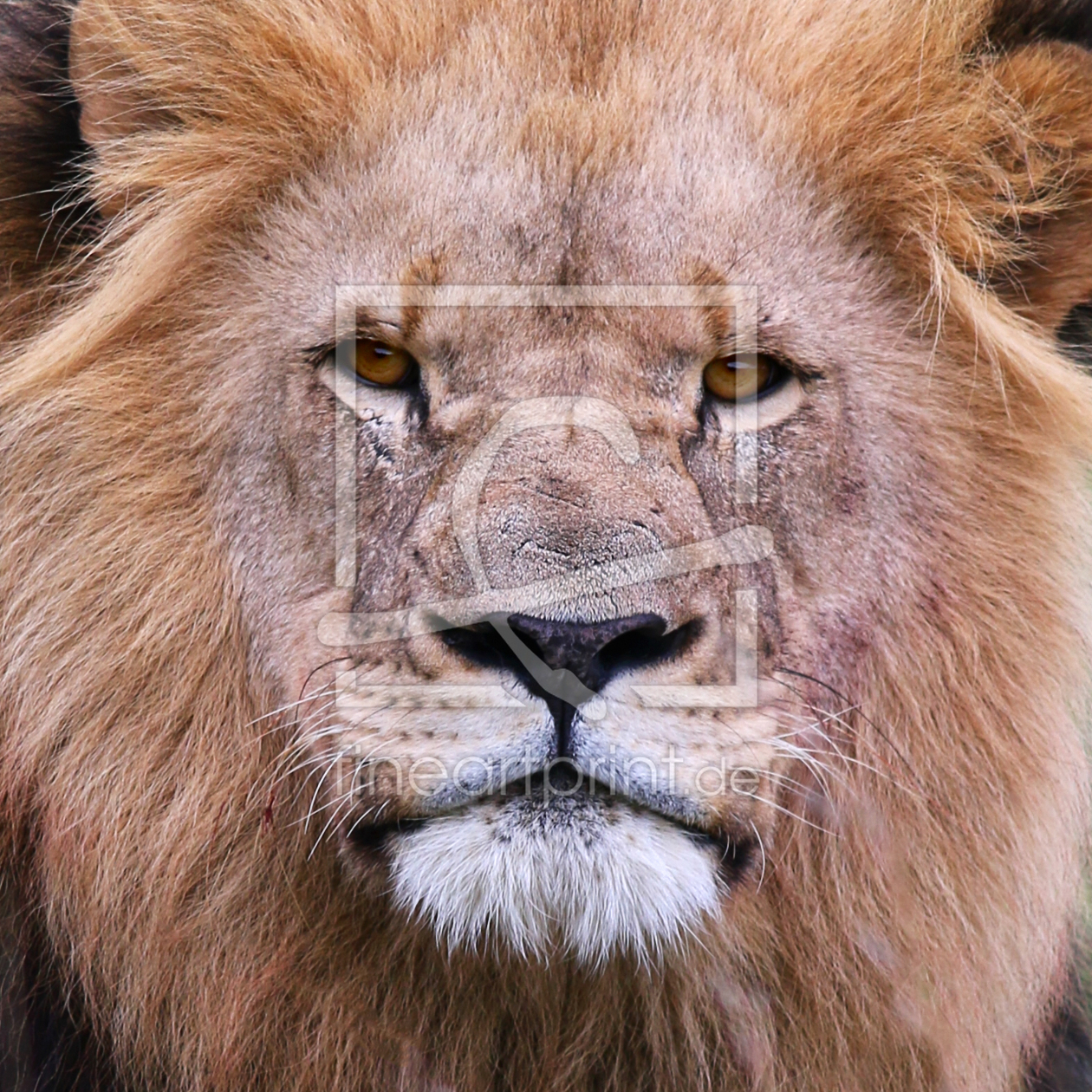 Bild-Nr.: 11495212 Lion King erstellt von 