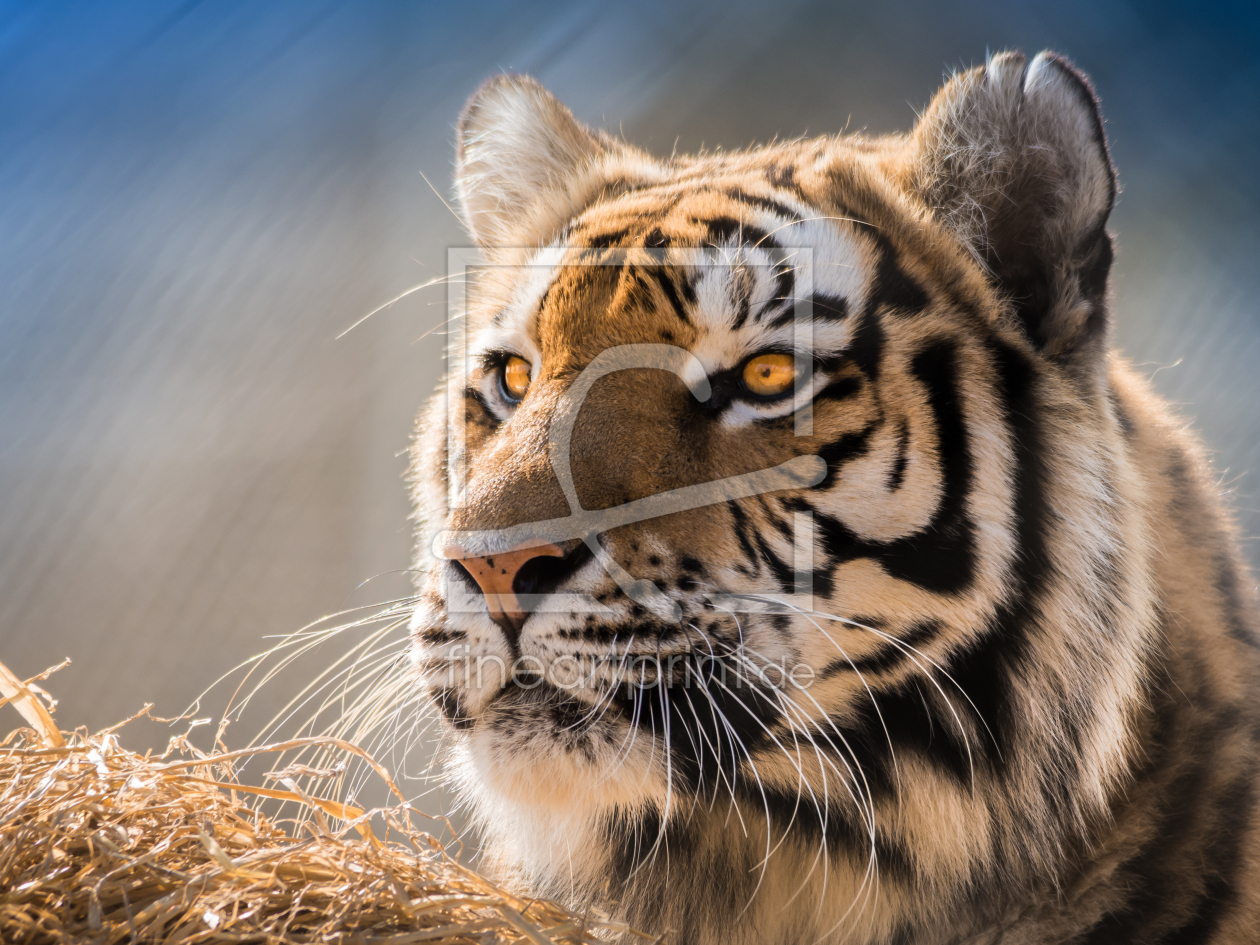 Bild-Nr.: 11495241 Sibirischer Tiger Bild-Nr.: 11495241 Sibirischer Tiger erstellt von Richard-Young