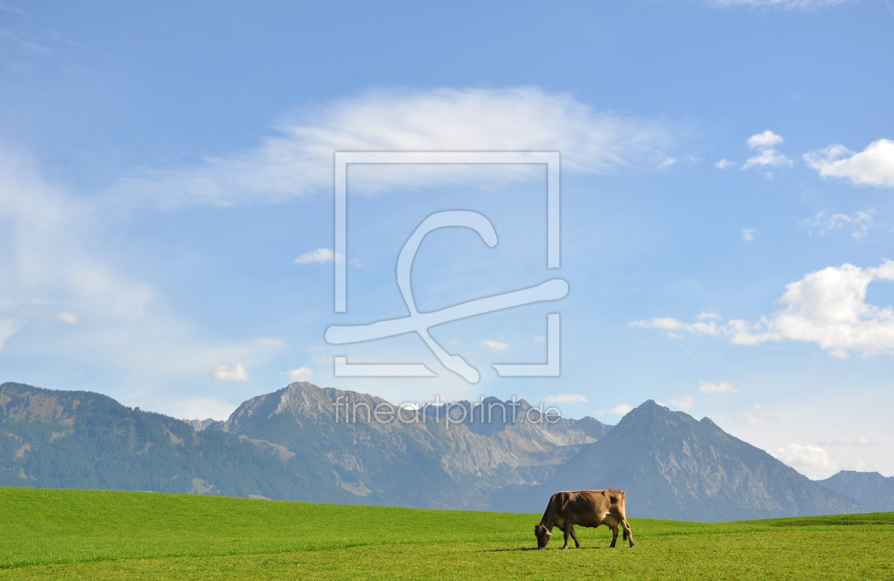 Bild-Nr.: 11495335 Allgäu- Wiesen mit Kuh erstellt von mikas