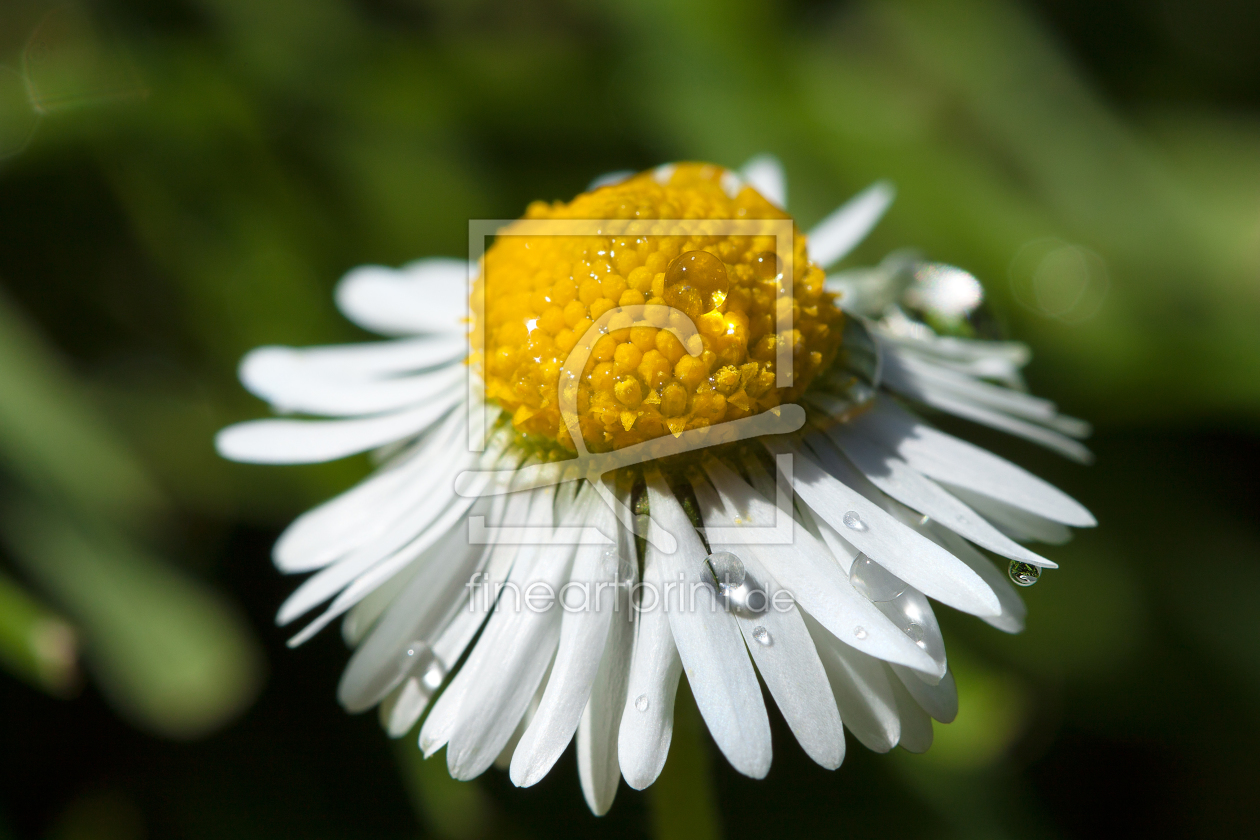 Bild-Nr.: 11495362 Daisy erstellt von LiliumPictures