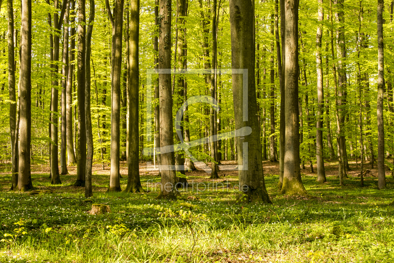 Bild-Nr.: 11495399 Frühlingsmorgen im Wald erstellt von Armin Redöhl