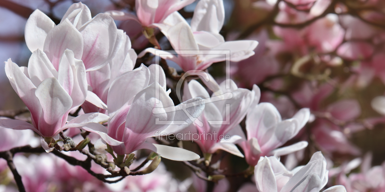 Bild-Nr.: 11495463 Magnolie erstellt von Atteloi