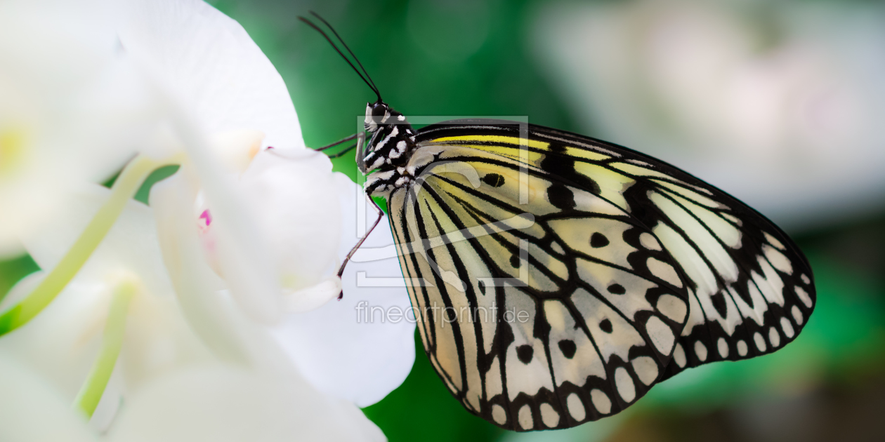Bild-Nr.: 11495557 butterfly erstellt von Richard-Young