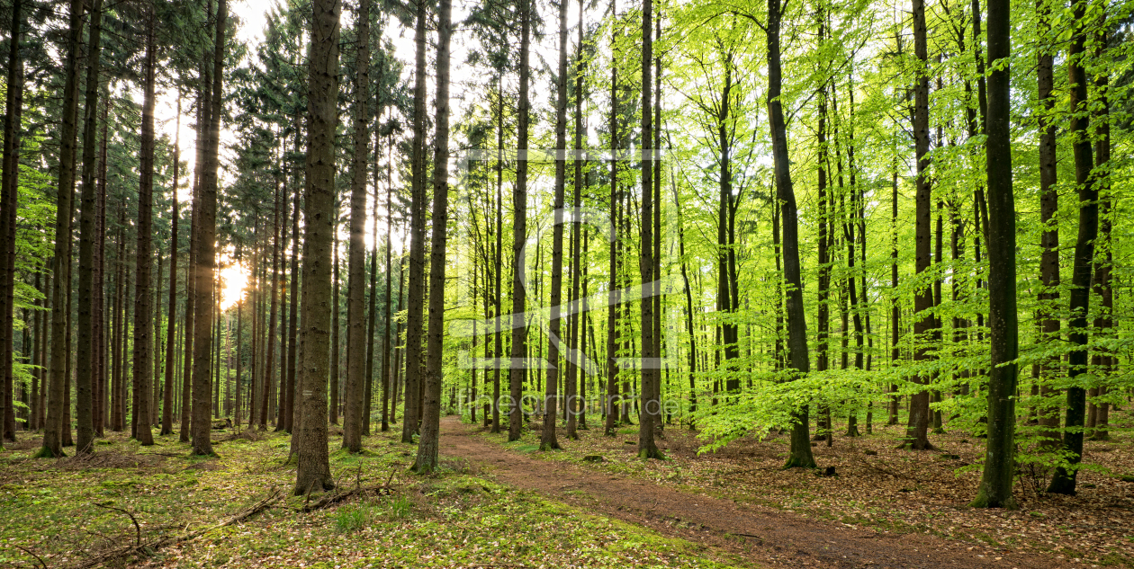 Bild-Nr.: 11495565 Frühling im Wald erstellt von Nordbilder