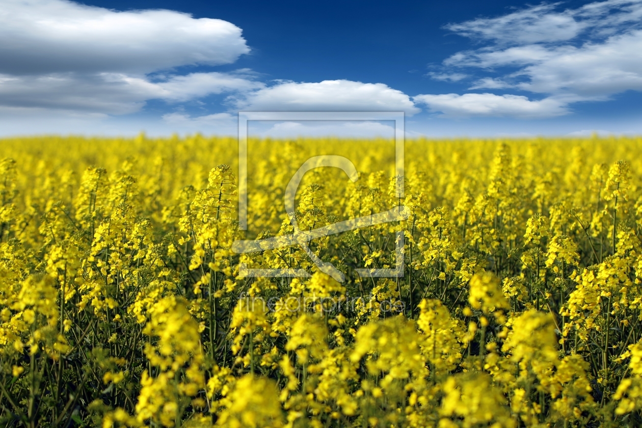 Bild-Nr.: 11495596 Rapsfeld Brassica napus erstellt von Renate Knapp