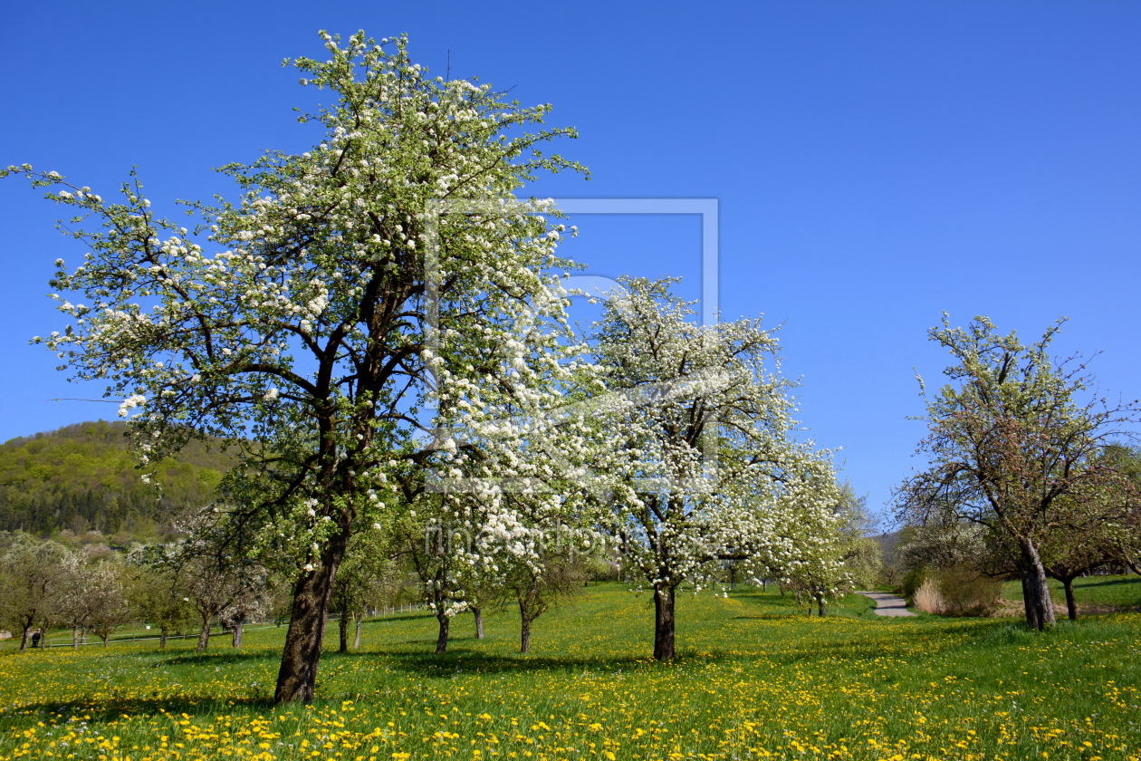 Bild-Nr.: 11495609 Frühling in der Streuobstwiese erstellt von GUGIGEI