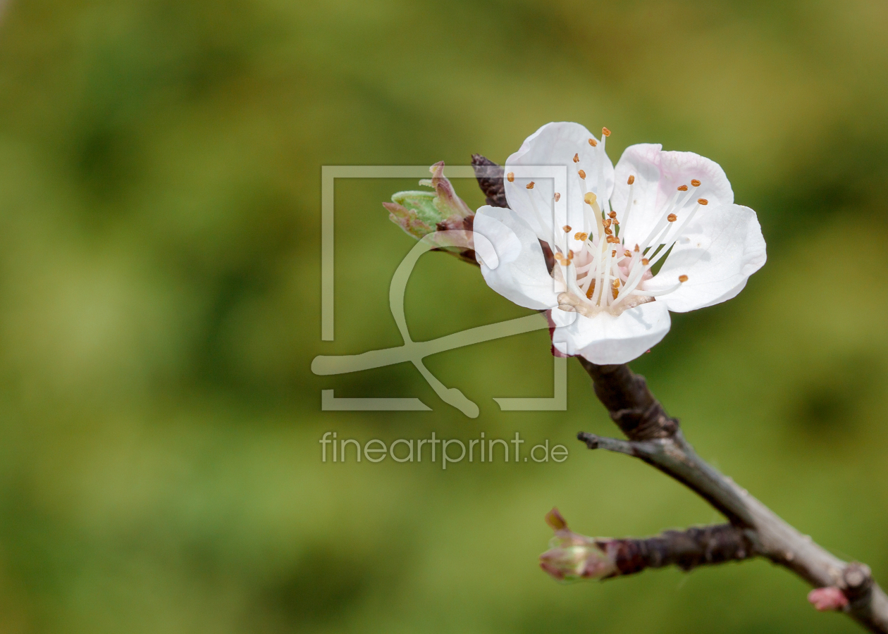 Bild-Nr.: 11495697 Frühlingsblüte erstellt von LiliumPictures