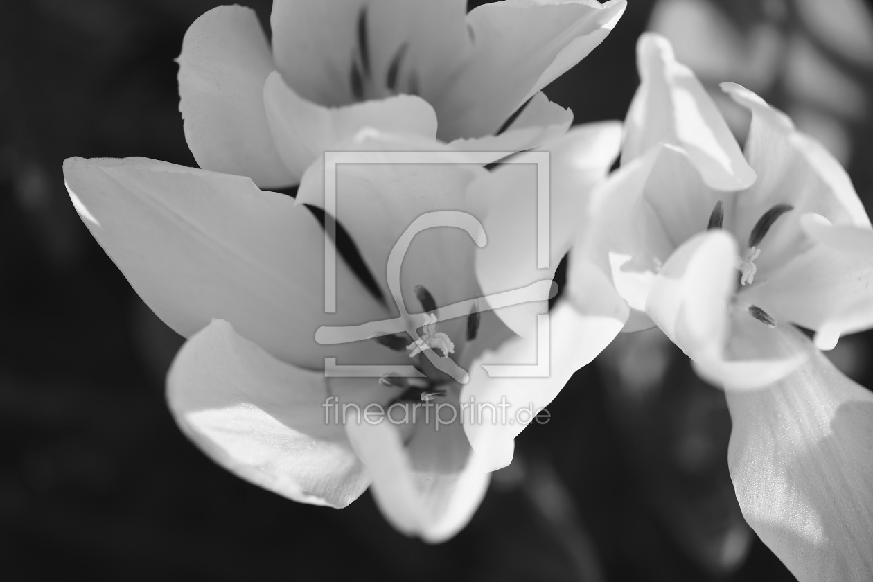 Bild-Nr.: 11495756 white tulips erstellt von Ursula Reins