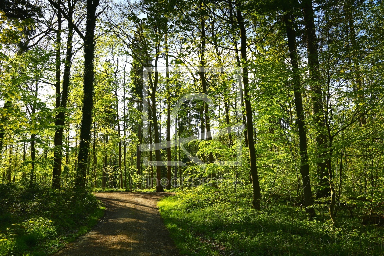 Bild-Nr.: 11495760 Waldfrieden erstellt von Ursula Reins