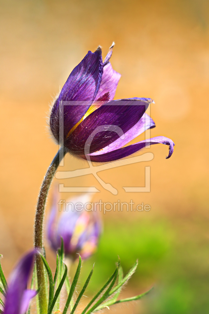 Bild-Nr.: 11495805 Pulsatilla erstellt von falconer59