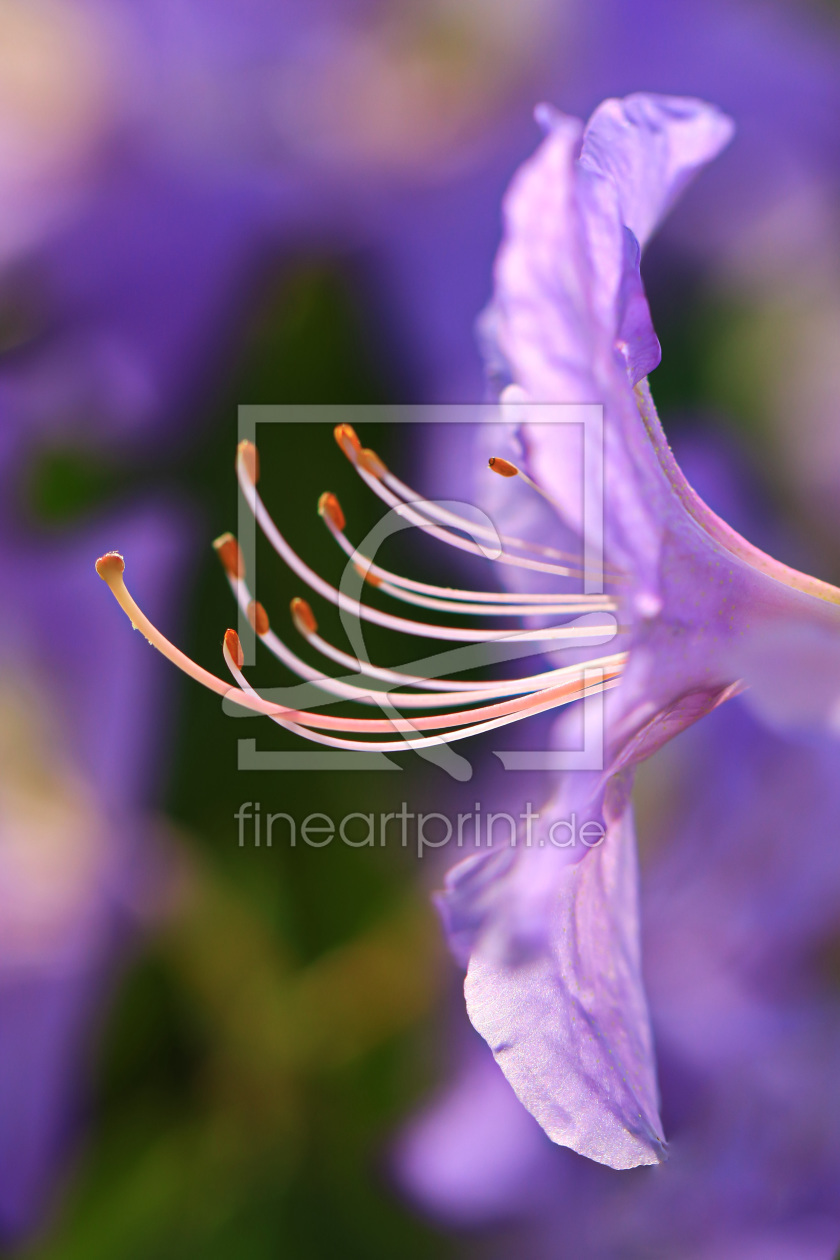 Bild-Nr.: 11495823 Rhododendron erstellt von falconer59