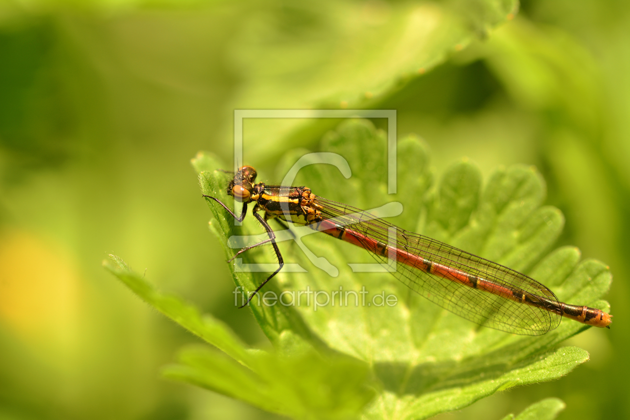 Bild-Nr.: 11495856 Frühe-Adonislibelle erstellt von Ostfriese