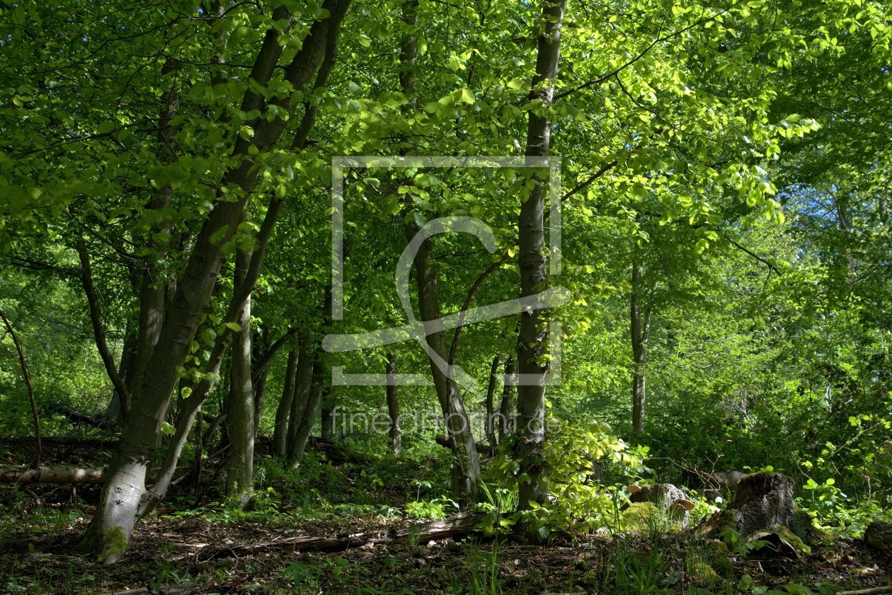 Bild-Nr.: 11495926 Frisches Grün im Aprilwald Bild-Nr.: 11495926 Frisches Grün im Aprilwald erstellt von RonNi