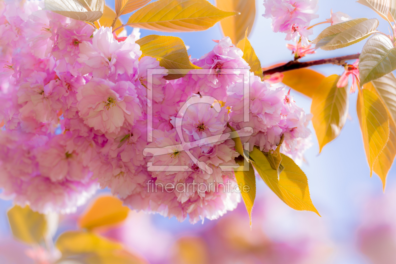 Bild-Nr.: 11495986 Kirschblüte erstellt von Richard-Young