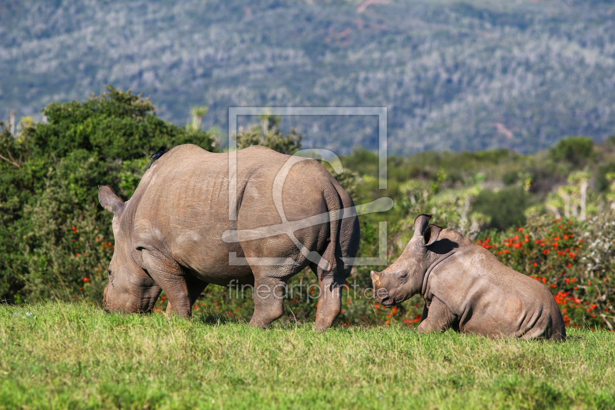 Bild-Nr.: 11496135 Rhino-Familie erstellt von Thomas Herzog