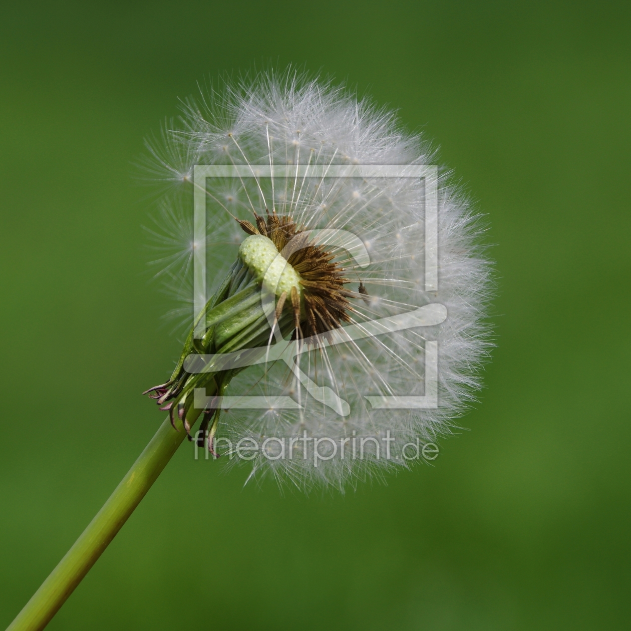 Bild-Nr.: 11496228 Pusteblume erstellt von gabii40