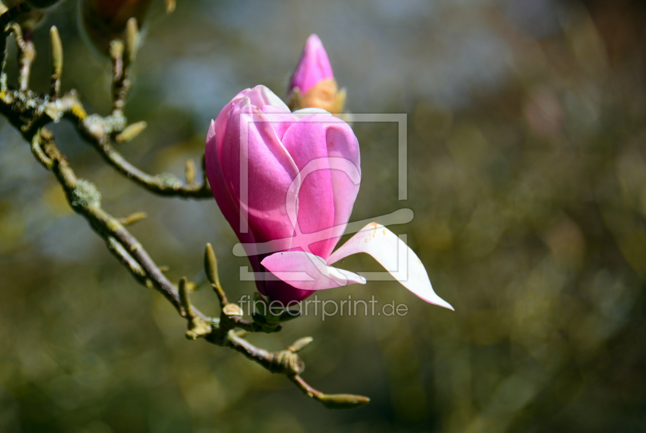 Bild-Nr.: 11496429 Magnolienblüten erstellt von GUGIGEI